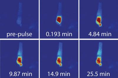 Protein Diffusion Through a Sensory Cilium