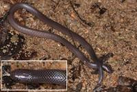 New Species <em>Atractaspis branchi</em> (Branch's Stiletto Snake)