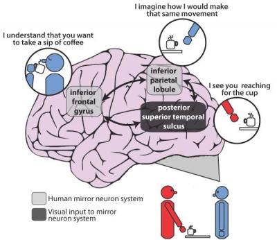 Mirror Neuron System