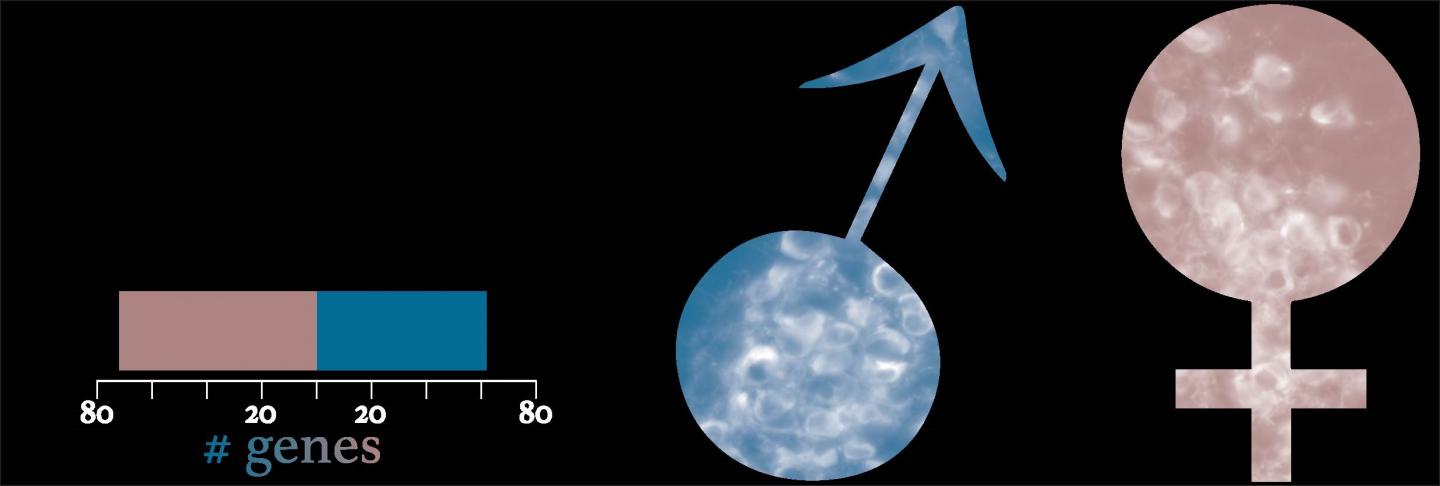 Sex-Based Differences