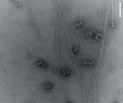 Syringes Isolated from <I>Shigella flexneri</I>