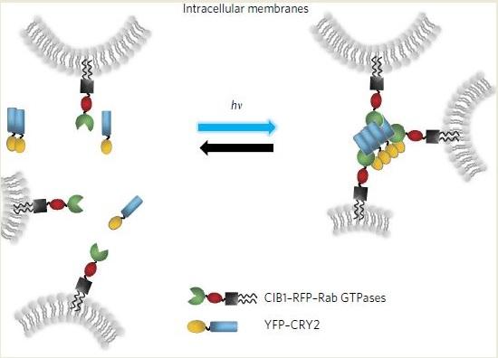 Schematic of Intracellular Membrane Aggregation