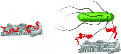Aptamer Attached to An Electrode Coated with Carbon Nanotubes