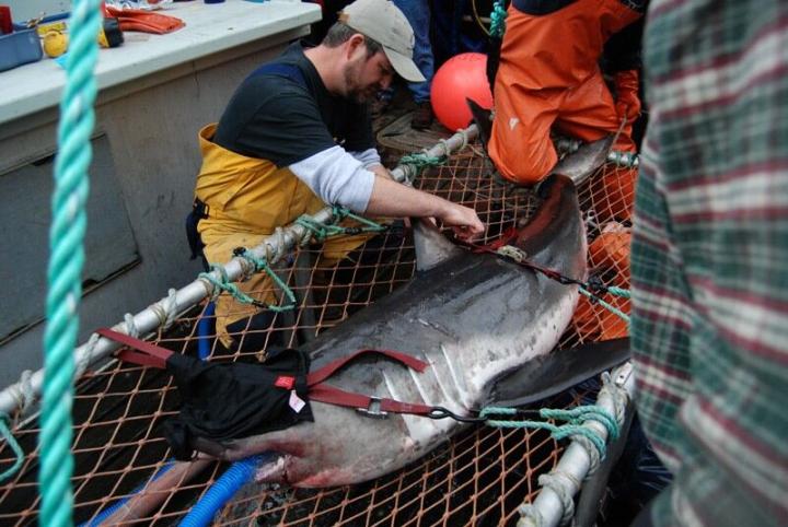 Great White Sharks in Gulf of California