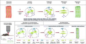 Graphic model of the dynamics of muscle satellite cells and their interaction with myeloid cells during skeletal muscle regeneration