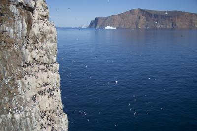 Colony of Thick-Billed Murres