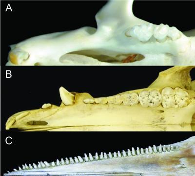 Comparison of Mammalian Dental Patterns Showing the Differences in Regionalization of Tooth Morpholo