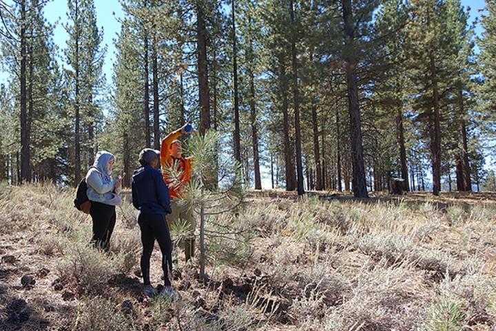 Citizen Scientists Conduct Tree Surveys