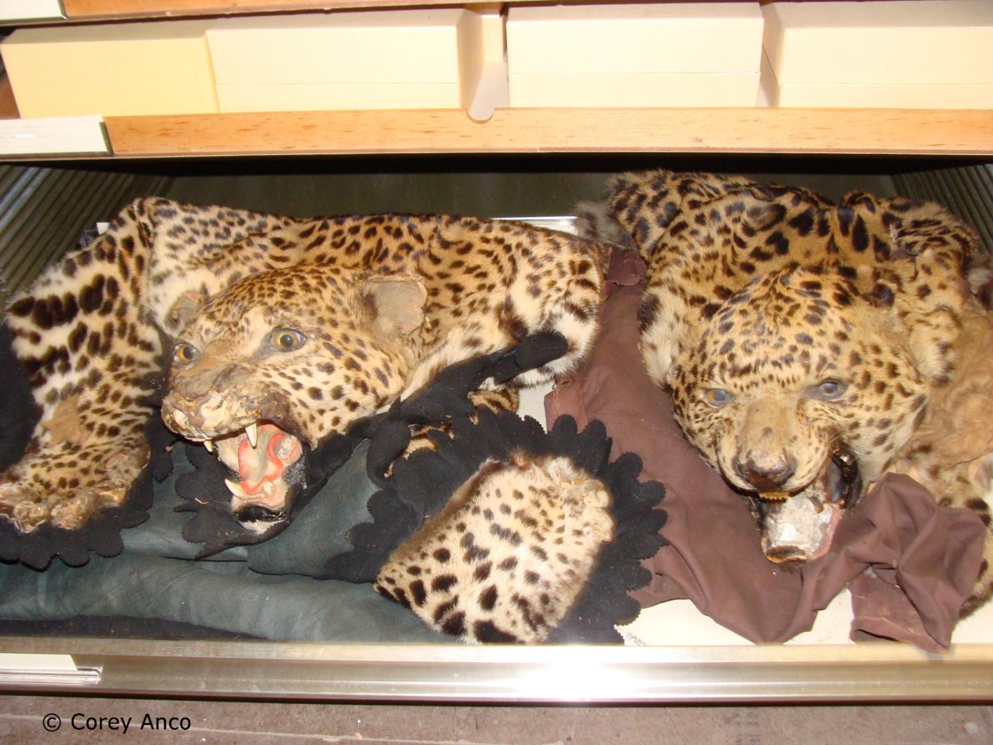 Leopard Parts Common in Illegal Trade