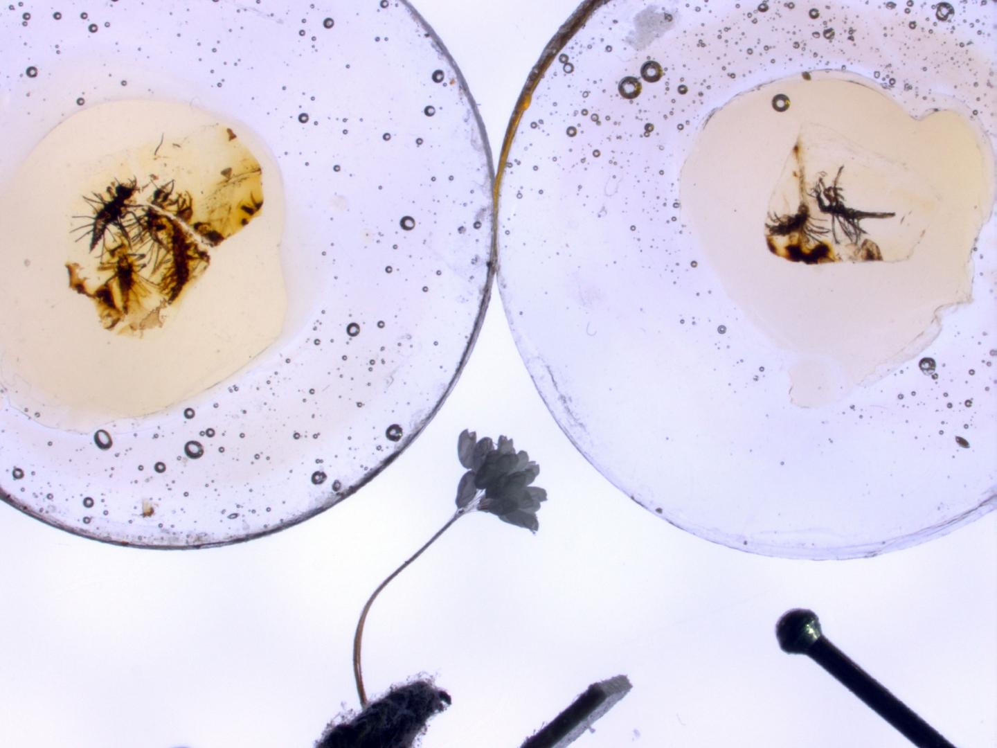 Studied Amber Preparations and Extant Green Lacewing Egg Batch