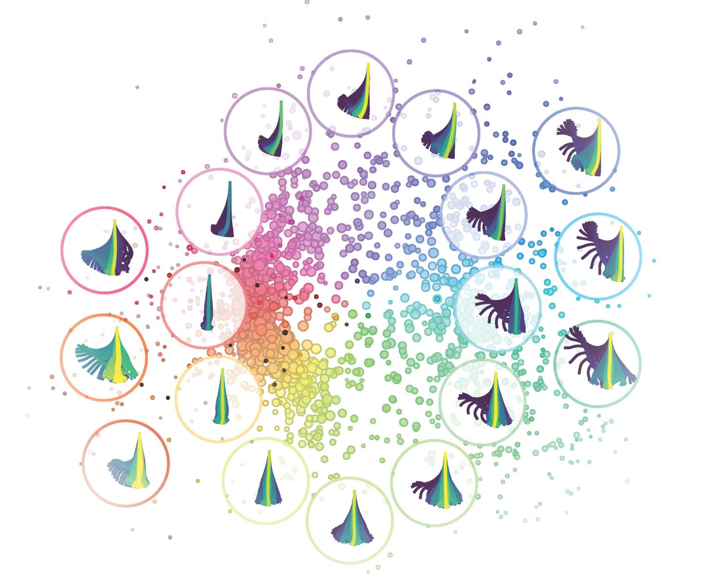 Zebrafish Larvae Motion Patterns