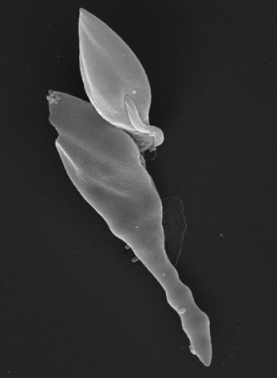 Scan of Trypanosomes