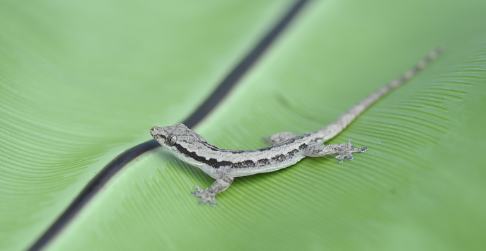 Asian flat-tailed house gecko