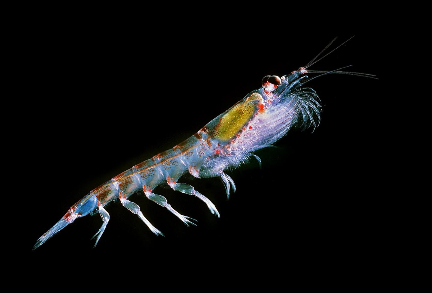 Antarctic krill