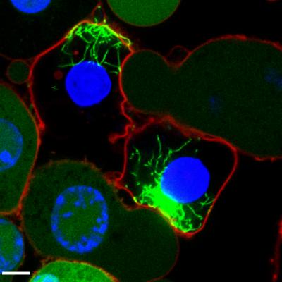 Confocal Microscopy Image of Macrophages