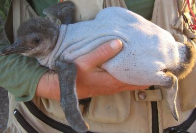 Magellanic Penguin (2 of 2)