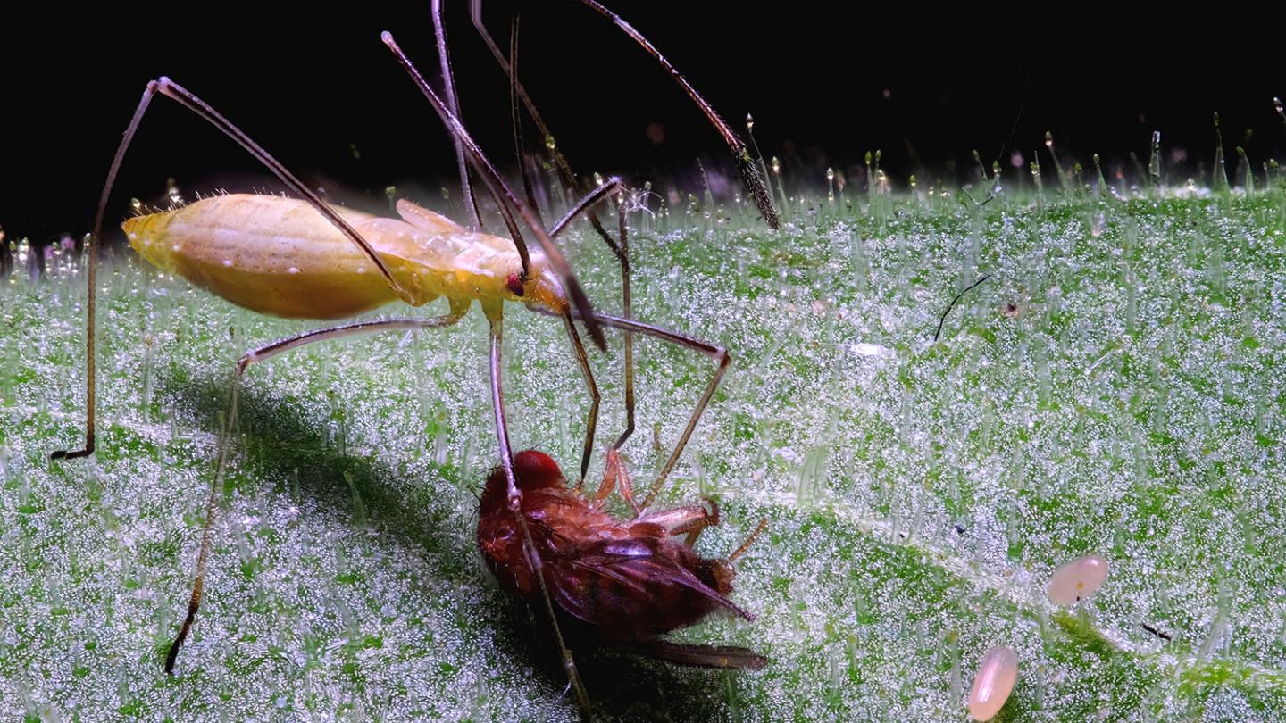 Tobacco Plant Stickiness Aid Plant Health, Helpful Bugs