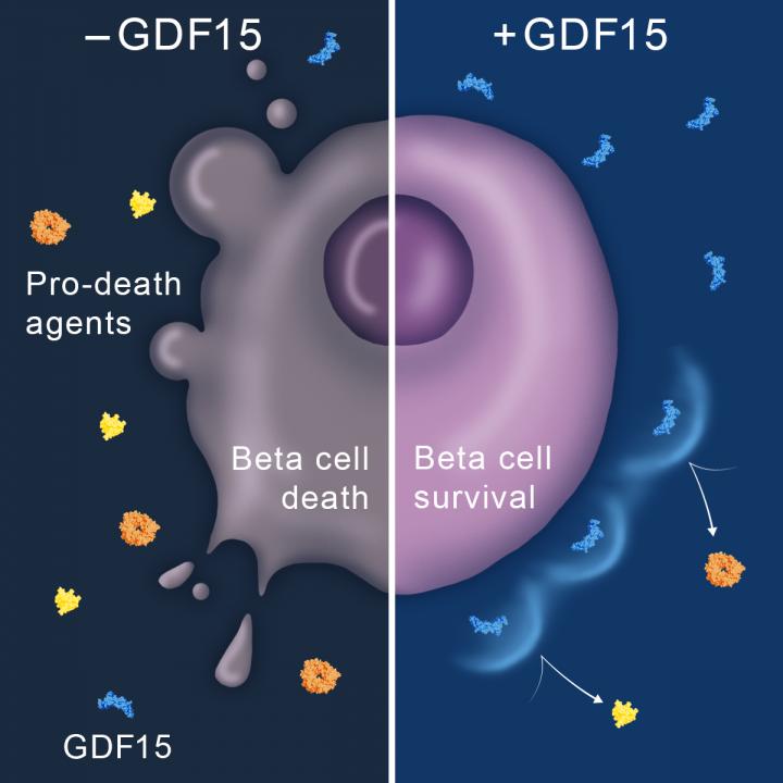 GDF15 and Diabetes