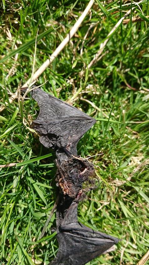 A dead bat at a wind farm