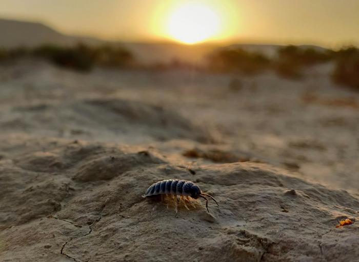 Isopod crawling on a desert floor