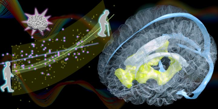 Biomarker for the Aging Brain