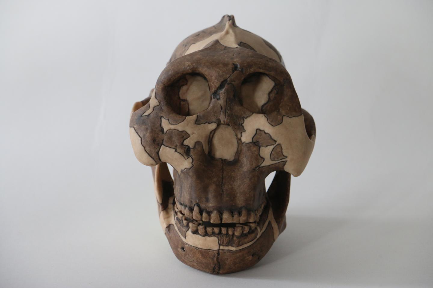 Cast of a <i>P.boisei</i> Skull