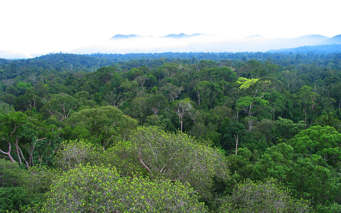 Into the woods: Genetics of rainforest tree r | EurekAlert!