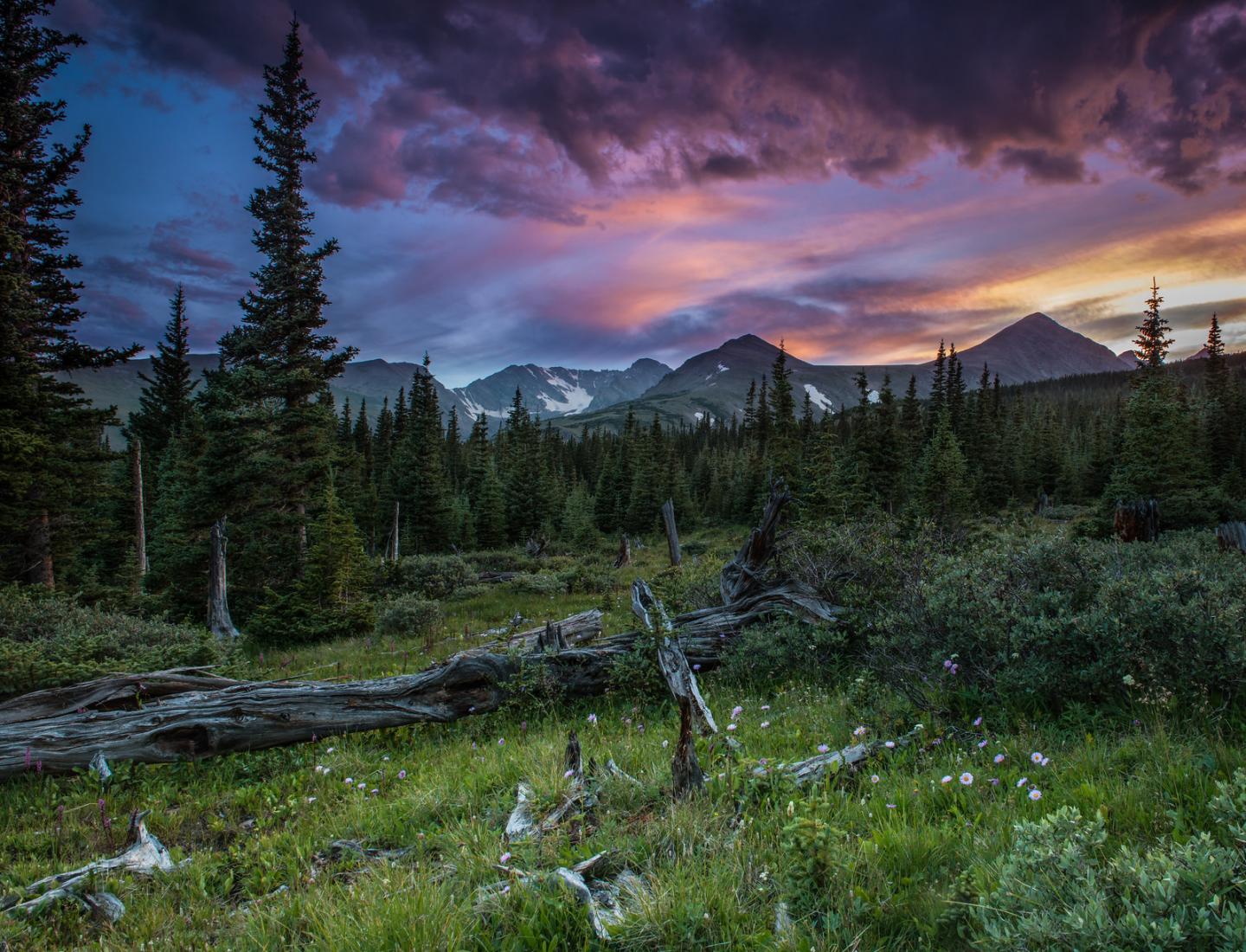 Niwot Ridge