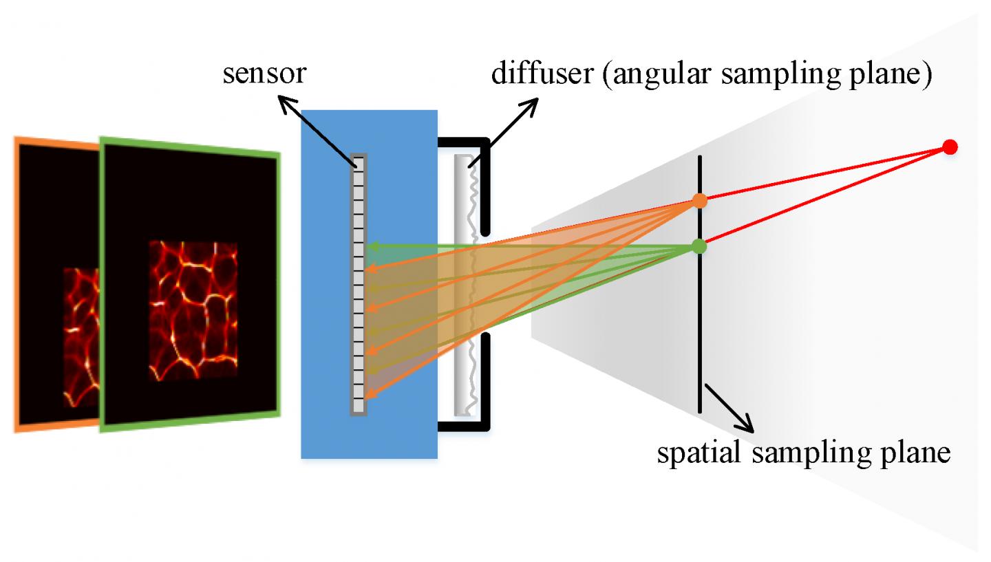 Schematic Diagram Of Lensless Light-field Imaging Through Diffuser Encoding