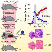 Gene Immunotherapy for MS in Mice