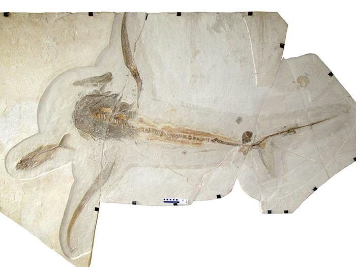 Fossil of the Aquilolamna milarcae shark found in the limestone of Vallecillo (Mexico).
