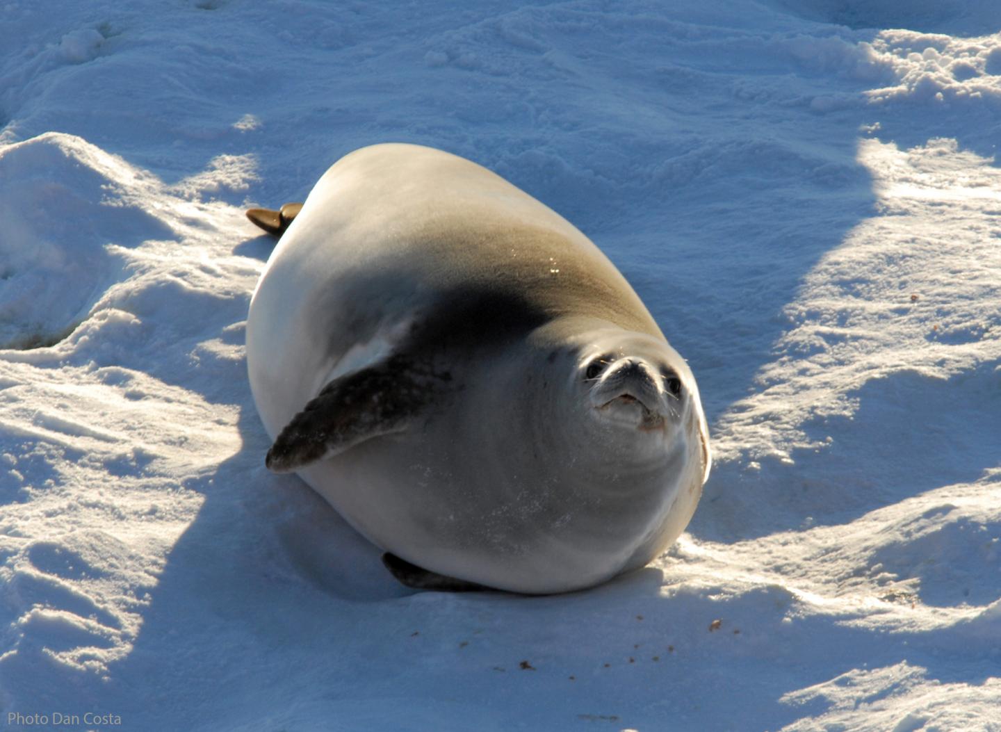 Crabeater seal