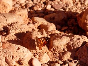 painted lady butterfly in Morocco