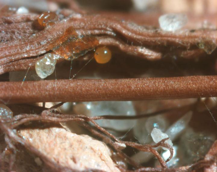 Closeup of roots with AM fungal hyphae