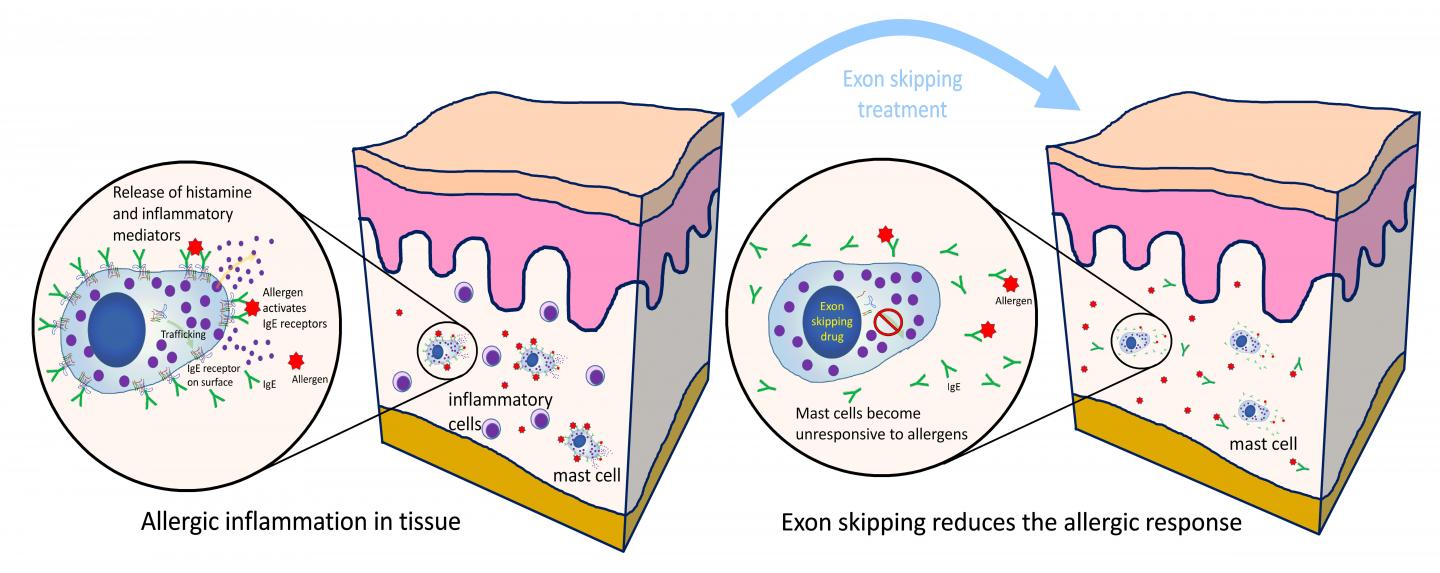 Exon Skipping Treatment for Allergic response