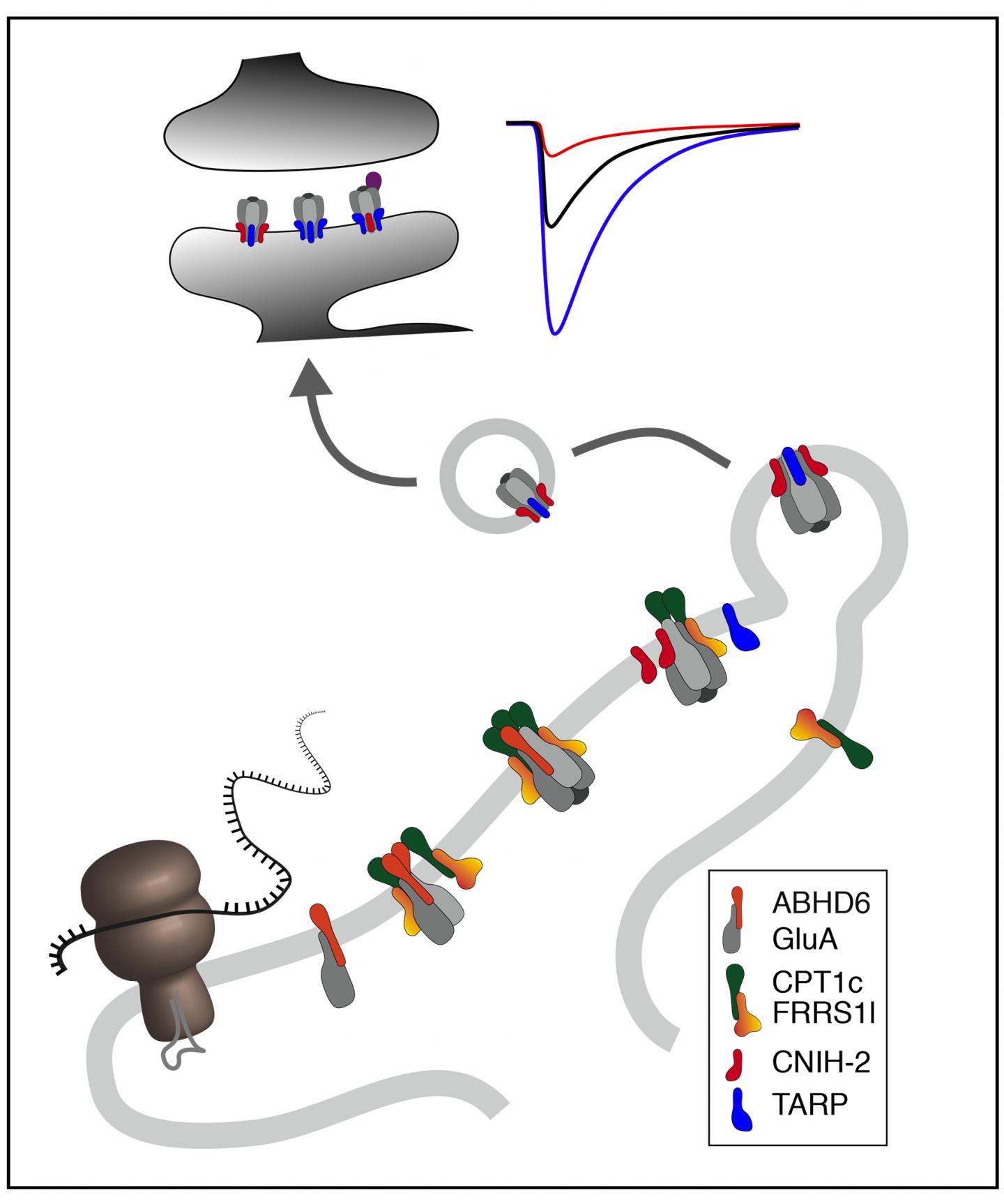 Receptor Complexes on the Assembly Line