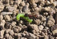 <I>Manduca sexta</I> Captured by a Rough Harvester Ant (<I>Pogonomyrmex rugosus</I>)