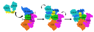 Activation process of hDNMT1 with H3Ub2 binding based on multi-scale MD simulations