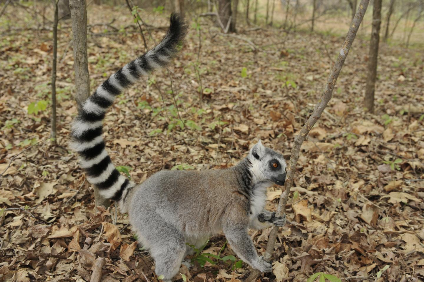 Male Lemurs Size Each Other up through Scent