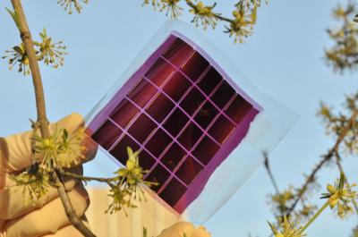 Flexible Organic Solar Module on a Plastic Foil