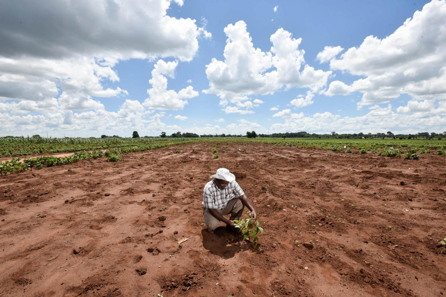 Malawi drought