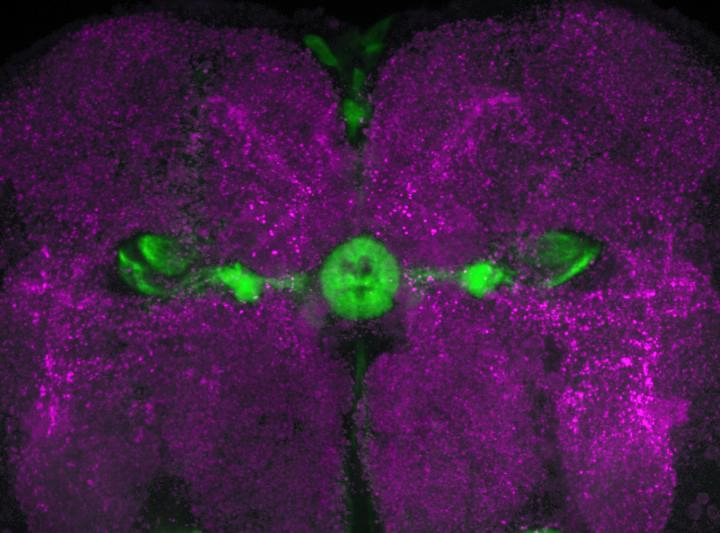 <i>Drosophila</i> Orientation Memory (1 of 2)