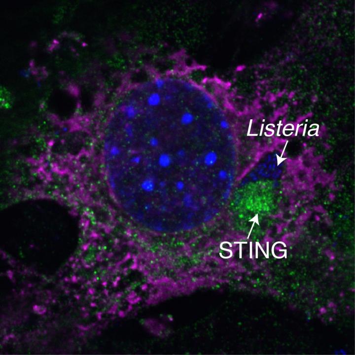 A Fly's Immune Response
