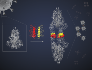 Dimerisation of spike protein by ‘two-faced peptide'