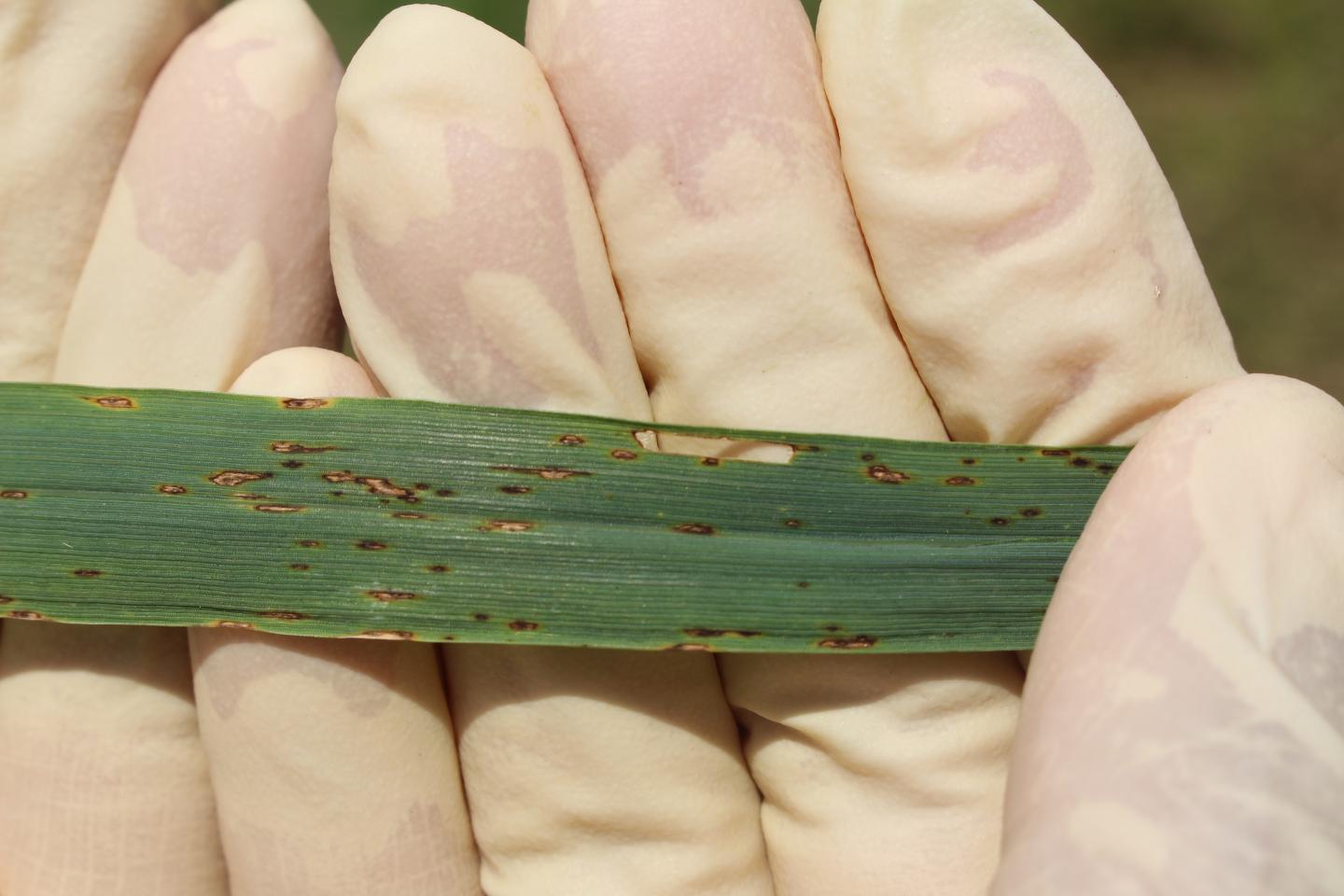 Wheat Blast in Bangladesh