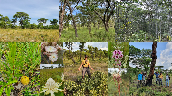 The incredible diversity of old-growth grasslands.