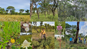 The incredible diversity of old-growth grasslands.