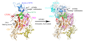 Conformational changes of DNMT1 by H3Ub2 binding during the simulation studies.