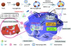 Intelligent catalysis-therapeutic schematics of MΦ–Fe3O4@PLGA particles.