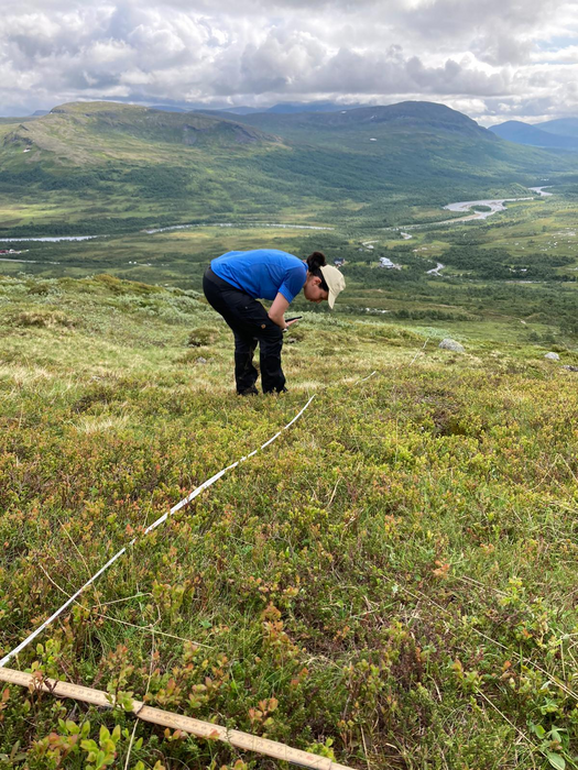 PhD student Marianne Stoessel examining traces of herbivory in the Swedish mountains. Photo: Rozália Kapás/Stockholm University.